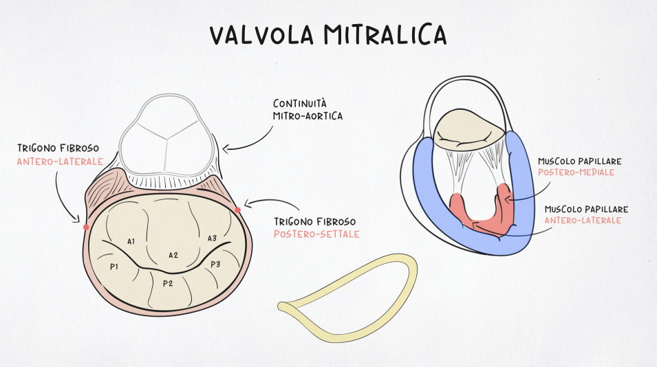 Anatomia e diagnosi